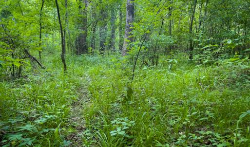 Photo #26 of SOLD property in Off Woodsdale Road & Hideaway Trail, Roxboro, NC 88.1 acres