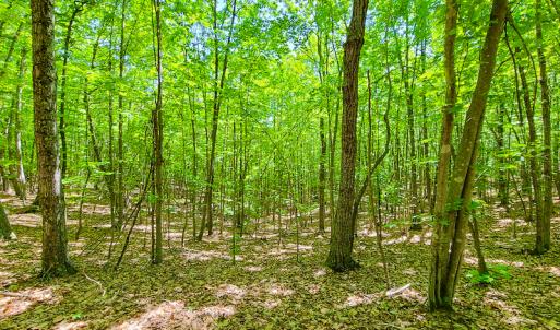 Photo #16 of SOLD property in 728 Retreat Drive, Axton, VA 32.4 acres