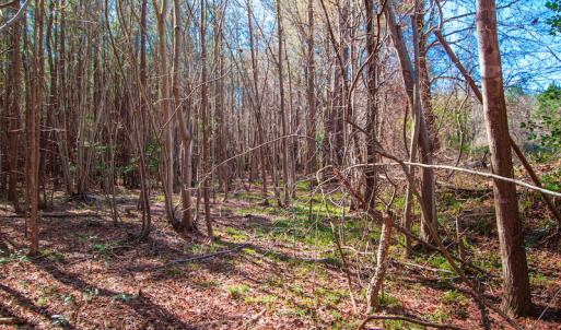 Photo #14 of SOLD property in Off Hub Quarter Road, Macon, NC 4.6 acres