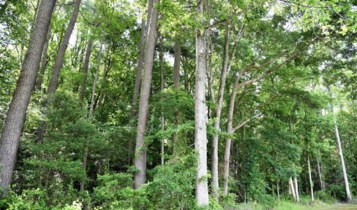 Photo #4 of SOLD property in 4311 Anderson Chapel Road, Macclesfield, NC 26.0 acres