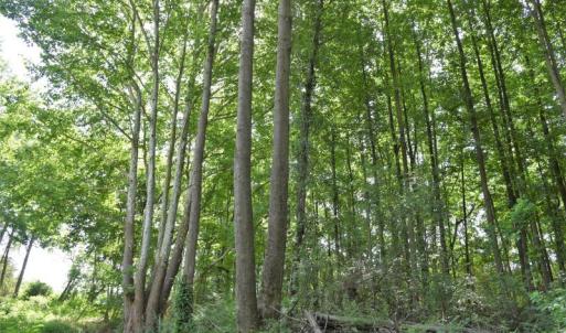 Photo #12 of SOLD property in 4311 Anderson Chapel Road, Macclesfield, NC 26.0 acres