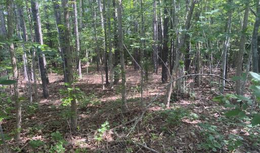 Photo #2 of SOLD property in Lot 1 - Hunters Bluff Lane, Warrenton, NC 15.0 acres