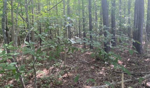 Photo #3 of SOLD property in Lot 1 - Hunters Bluff Lane, Warrenton, NC 15.0 acres