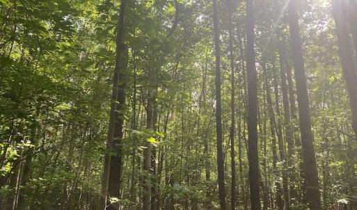 Photo #5 of SOLD property in Lot 1 - Hunters Bluff Lane, Warrenton, NC 15.0 acres