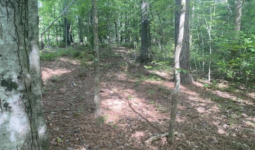 Photo #4 of SOLD property in Lot 1 - Hunters Bluff Lane, Warrenton, NC 15.0 acres