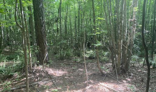 Photo #6 of SOLD property in Lot 1 - Hunters Bluff Lane, Warrenton, NC 15.0 acres