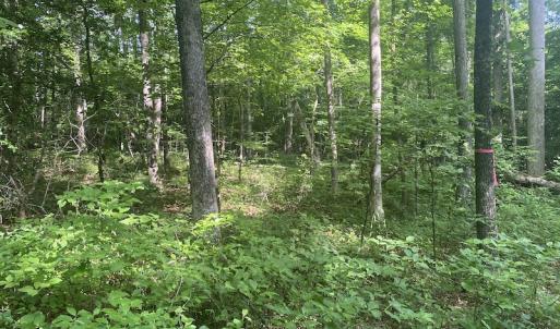 Photo #7 of SOLD property in Lot 1 - Hunters Bluff Lane, Warrenton, NC 15.0 acres