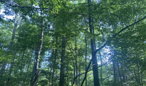 Photo #10 of SOLD property in Lot 1 - Hunters Bluff Lane, Warrenton, NC 15.0 acres