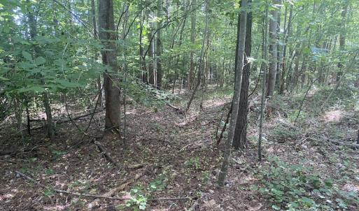 Photo #9 of SOLD property in Lot 1 - Hunters Bluff Lane, Warrenton, NC 15.0 acres