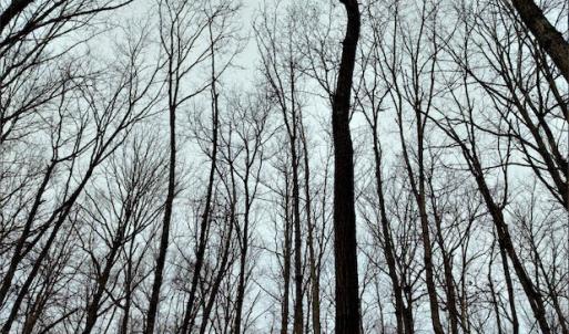 Photo #17 of SOLD property in Off Tery Court, Madison Heights, VA 5.8 acres