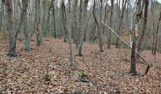 Photo #8 of SOLD property in Off Tery Court, Madison Heights, VA 5.8 acres