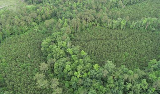 Photo #14 of SOLD property in Off Manning Drive, Valentines, VA 36.0 acres
