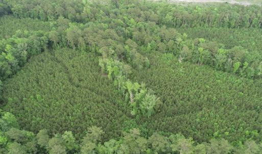 Photo #16 of SOLD property in Off Manning Drive, Valentines, VA 36.0 acres