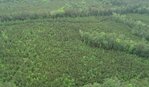 Photo #18 of SOLD property in Off Manning Drive, Valentines, VA 36.0 acres