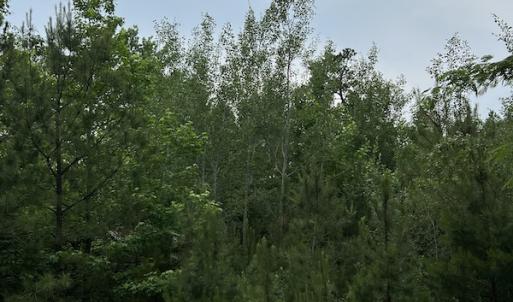 Photo #3 of SOLD property in Off Manning Drive, Valentines, VA 36.0 acres