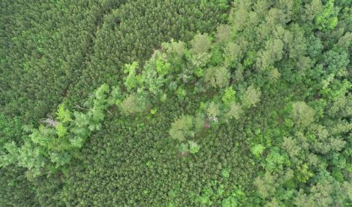 Photo #22 of SOLD property in Off Manning Drive, Valentines, VA 36.0 acres