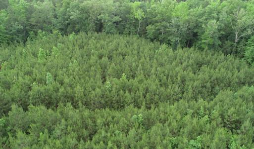 Photo #27 of SOLD property in Off Manning Drive, Valentines, VA 36.0 acres