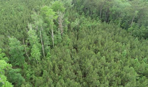 Photo #28 of SOLD property in Off Manning Drive, Valentines, VA 36.0 acres