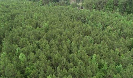 Photo #29 of SOLD property in Off Manning Drive, Valentines, VA 36.0 acres