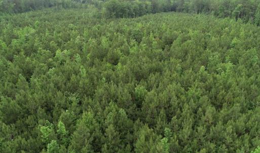Photo #30 of SOLD property in Off Manning Drive, Valentines, VA 36.0 acres