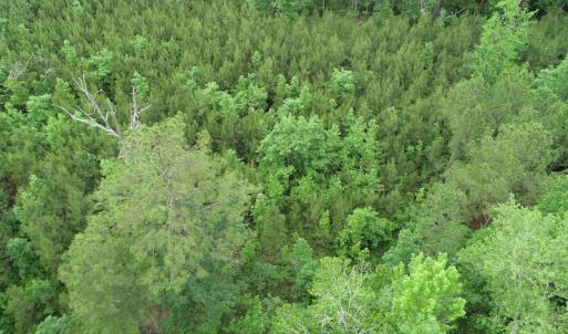 Photo #35 of SOLD property in Off Manning Drive, Valentines, VA 36.0 acres