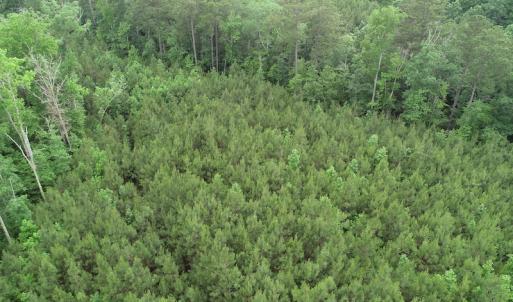 Photo #37 of SOLD property in Off Manning Drive, Valentines, VA 36.0 acres