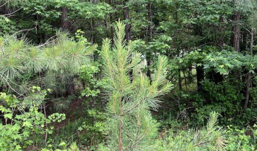Photo #6 of SOLD property in Off Manning Drive, Valentines, VA 36.0 acres
