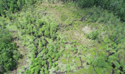 Photo #9 of 32378 Jenkins Mill Road, Franklin, VA 10.4 acres