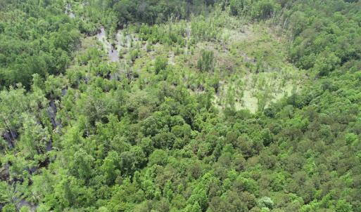 Photo #12 of 32378 Jenkins Mill Road, Franklin, VA 10.4 acres