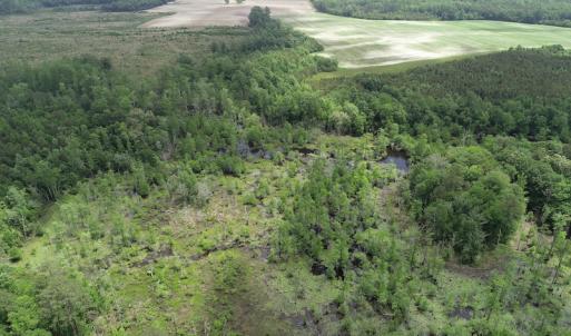 Photo #13 of 32378 Jenkins Mill Road, Franklin, VA 10.4 acres