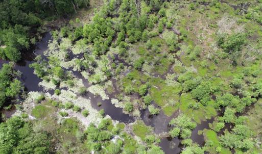 Photo #7 of 32378 Jenkins Mill Road, Franklin, VA 10.4 acres