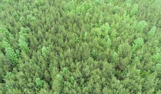 Photo #10 of SOLD property in Off Mason Grove Lane, Valentines, VA 14.3 acres