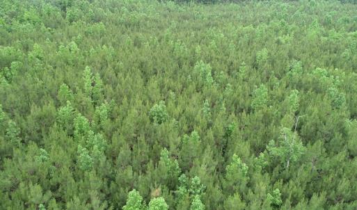 Photo #12 of SOLD property in Off Mason Grove Lane, Valentines, VA 14.3 acres