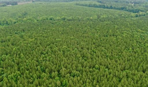 Photo #13 of SOLD property in Off Old Macon Highway, Macon, NC 104.0 acres