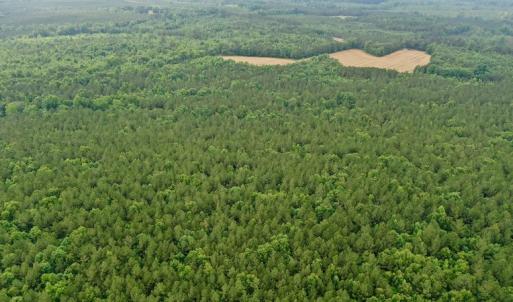 Photo #17 of SOLD property in Off Old Macon Highway, Macon, NC 104.0 acres