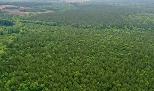 Photo #18 of SOLD property in Off Old Macon Highway, Macon, NC 104.0 acres