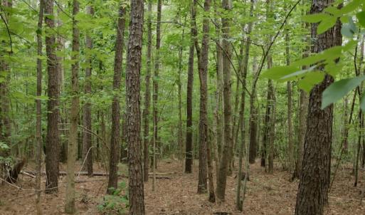 Photo #29 of SOLD property in Off Old Macon Highway, Macon, NC 104.0 acres