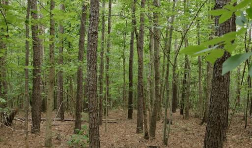 Photo #29 of SOLD property in Off Old Macon Highway, Macon, NC 104.0 acres