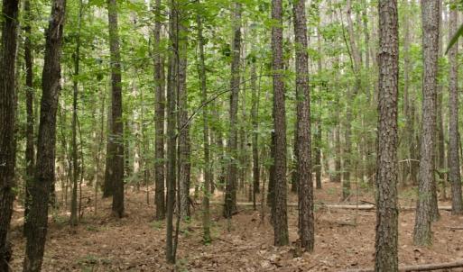 Photo #30 of SOLD property in Off Old Macon Highway, Macon, NC 104.0 acres