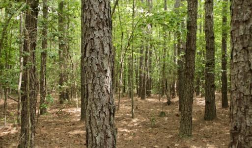 Photo #31 of SOLD property in Off Old Macon Highway, Macon, NC 104.0 acres