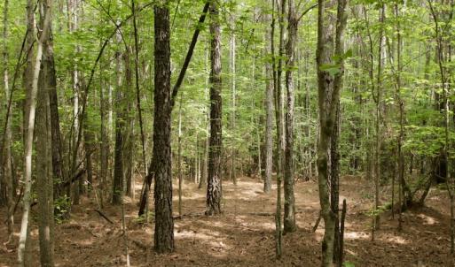 Photo #32 of SOLD property in Off Old Macon Highway, Macon, NC 104.0 acres
