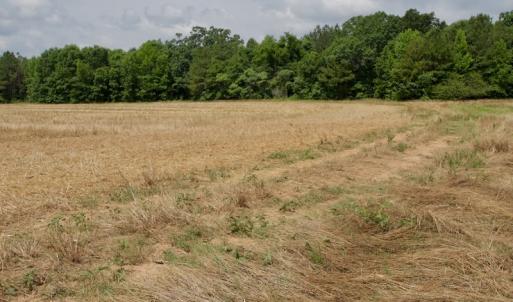 Photo #37 of SOLD property in Off Old Macon Highway, Macon, NC 104.0 acres