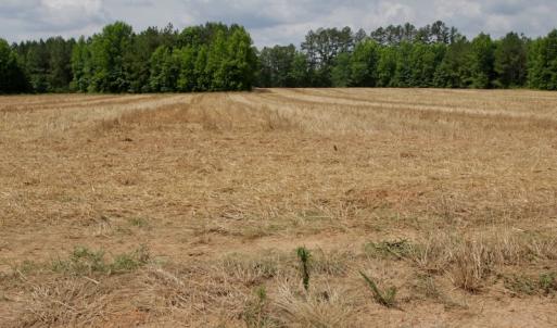 Photo #38 of SOLD property in Off Old Macon Highway, Macon, NC 104.0 acres