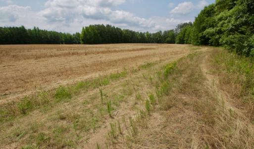 Photo #43 of SOLD property in Off Old Macon Highway, Macon, NC 104.0 acres