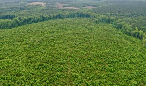 Photo #11 of SOLD property in Off Church Hill Road, Macon, NC 87.4 acres