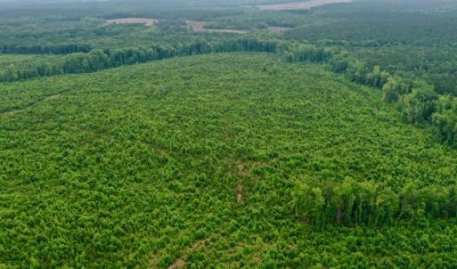 Photo #12 of SOLD property in Off Church Hill Road, Macon, NC 87.4 acres