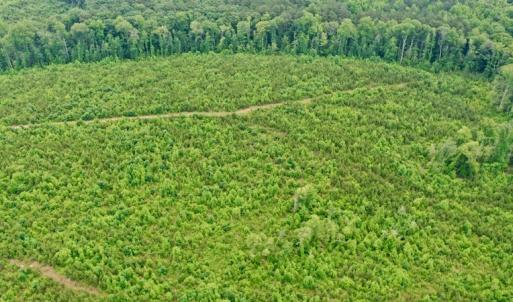 Photo #16 of SOLD property in Off Church Hill Road, Macon, NC 87.4 acres