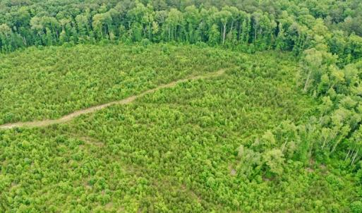 Photo #18 of SOLD property in Off Church Hill Road, Macon, NC 87.4 acres