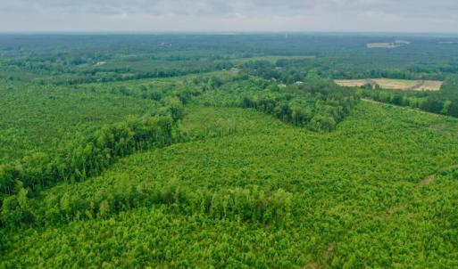 Photo #31 of SOLD property in Off Church Hill Road, Macon, NC 87.4 acres