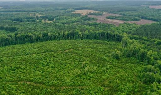 Photo #39 of SOLD property in Off Church Hill Road, Macon, NC 87.4 acres